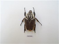 藏品(大角金龜子)的圖片